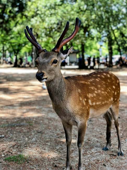 Osaka and Nara Customized Private tour with English Driver - Price and Value: $380 Per Group Makes Sense at the Right Size