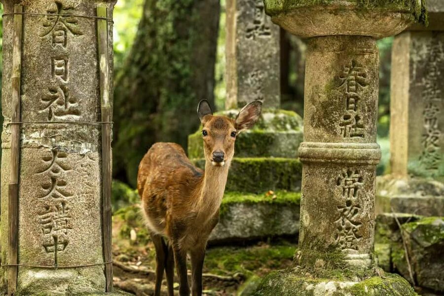 Osaka and Nara Customized Private tour with English Driver - A One-Car Plan: Seeing Osaka and Nara Without the Grind