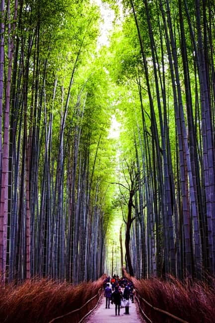 Osaka: Kyoto and Nara Private Day Trip - Osaka to Nara and Kyoto, why this day feels efficient