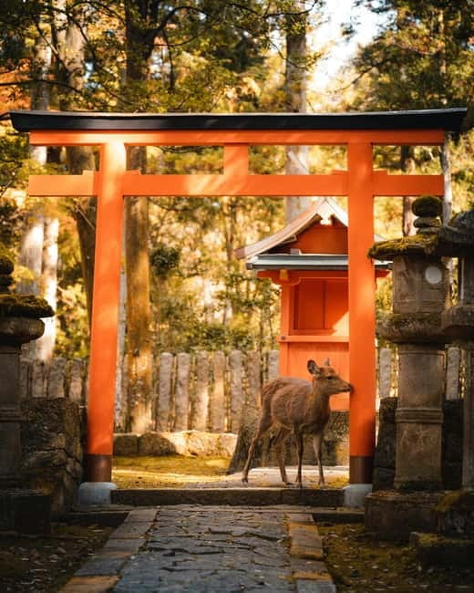 Osaka: Kyoto and Nara Private Day Trip - Nara Park deer time, fun with real rules