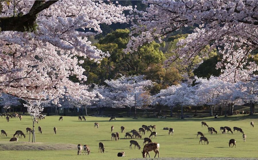 Osaka/Kyoto: Arashiyama, Nara Park, Fushimi Shrine Tour - A one-day Kyoto and Nara circuit that actually makes sense