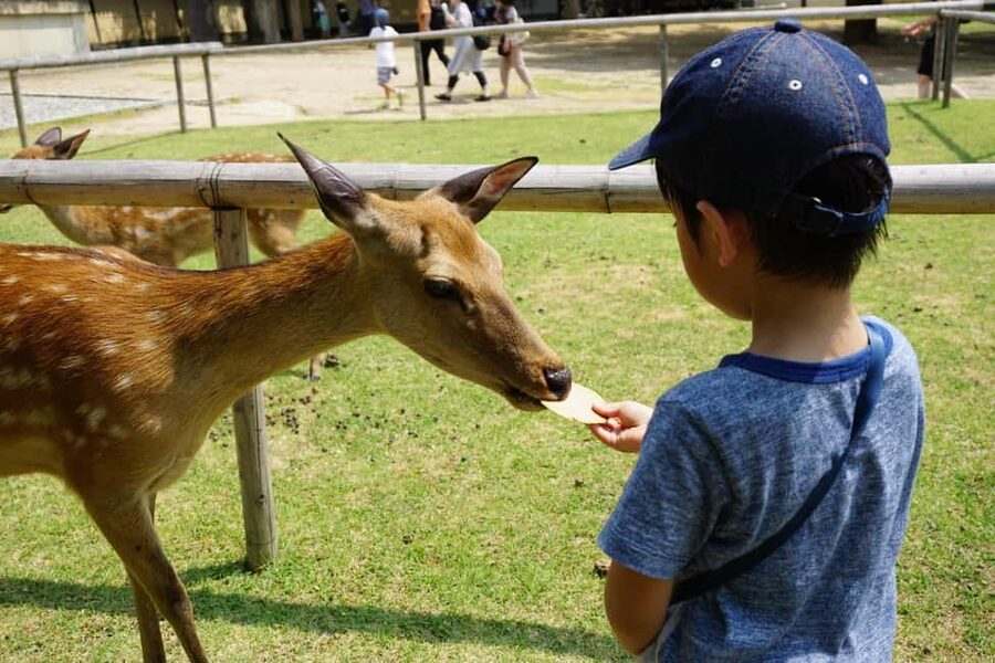 Osaka/Kyoto: Arashiyama, Nara Park, Fushimi Shrine Tour - Fushimi Inari Taisha: walking the torii maze