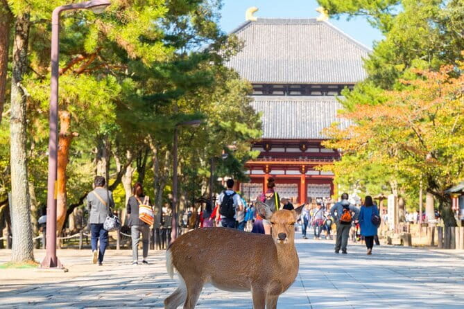 Osaka & Kyoto & Nara Top Hightlights English Speaking Tour - Price and What You Pay For (and What You’ll Still Cover)