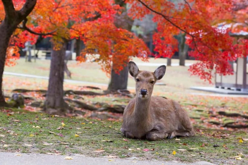 Osaka: Kyoto & Nara & Uji Historical and Scenic One-Day Tour - Fushimi Inari Taisha: Planning Your 70 Minutes of Torii Wonder