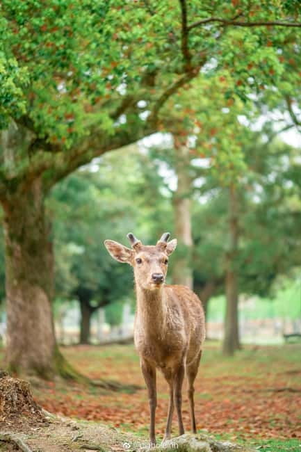 Osaka: Kyoto & Nara & Uji Historical and Scenic One-Day Tour - Price and Value at About $56: What You Get and What Costs Extra