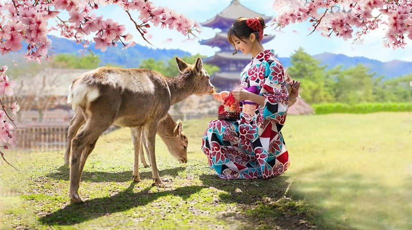 Osaka: Kyoto & Nara & Uji Historical and Scenic One-Day Tour - Who This Tour Fits Best, and Who Should Skip It