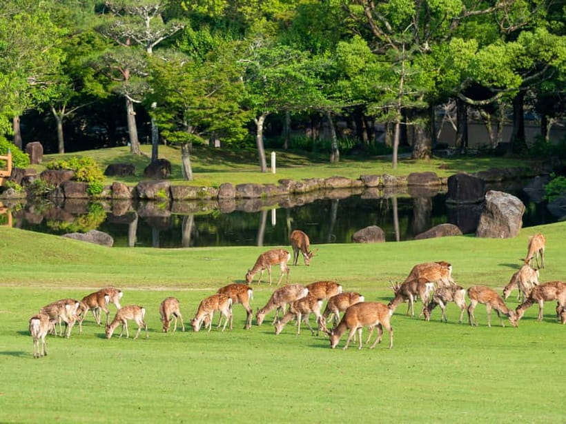 Osaka: Kyoto & Nara & Uji Historical and Scenic One-Day Tour - Getting Your Bearings: Pickups, Pacing, and What 8 to 10 Hours Means