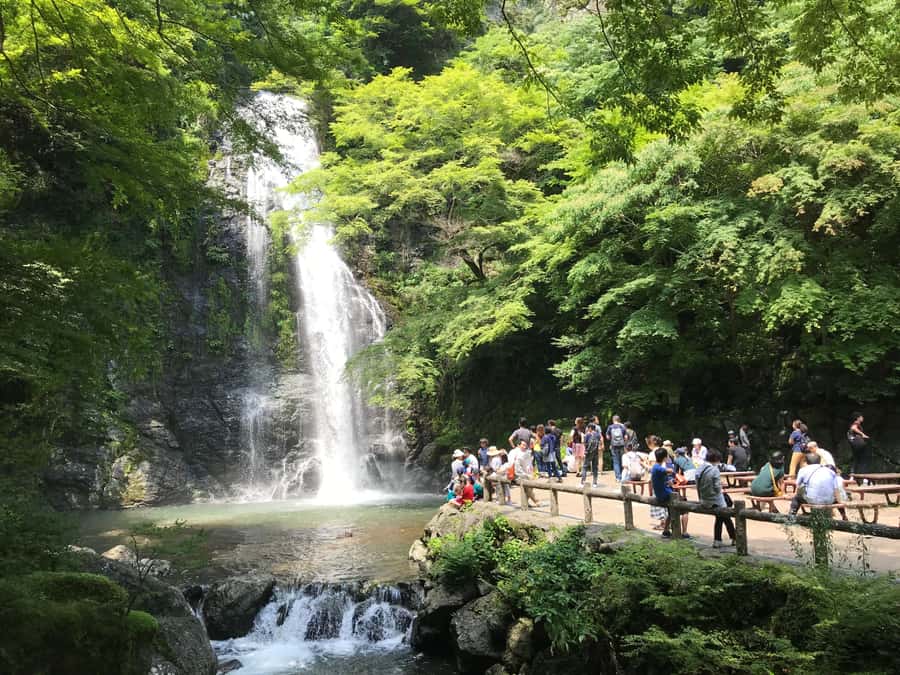 Osaka: Mino Forest Walk and Giant Waterfall with Local Lunch - Why Mino Forest Feels Like a Reset From Osaka
