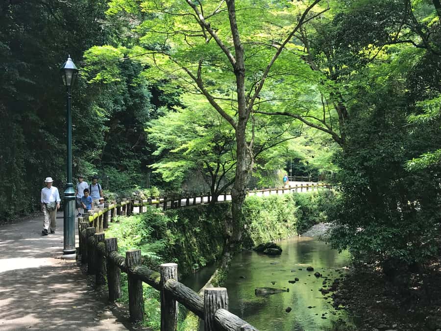 Osaka: Mino Forest Walk and Giant Waterfall with Local Lunch - How the Return Works, and Why It Changes Your Energy