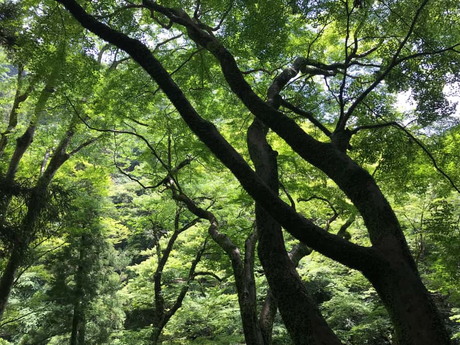 Osaka: Mino Forest Walk and Giant Waterfall with Local Lunch - Lunch at a Local Restaurant, Not a Random Meal Stop