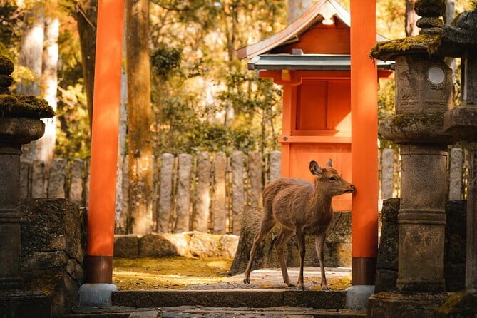 Osaka, Nara and Kyoto Day Trip with English Speaking Driver - How a private English-speaking driver changes the Osaka-Nara-Kyoto game