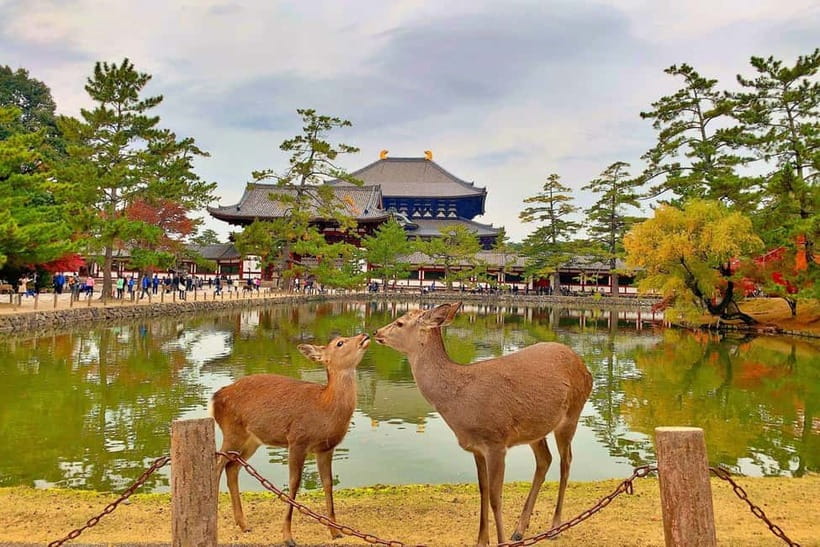 Osaka/Nara/Kyoto: Private Customized Tour with English Guide - Nishiki Market: guided tour plus your own browsing time