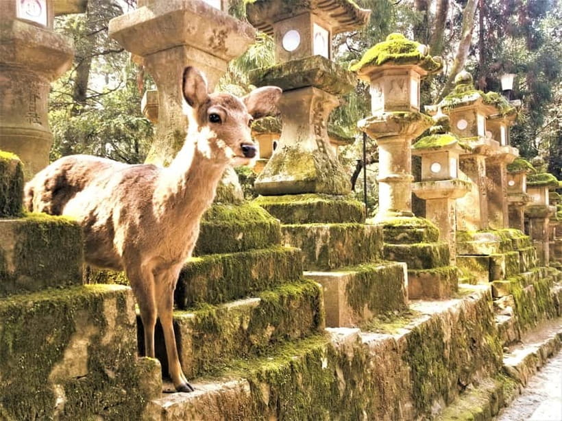 Osaka/Nara/Kyoto: Private Customized Tour with English Guide - Arashiyama Bamboo Grove with breathing space