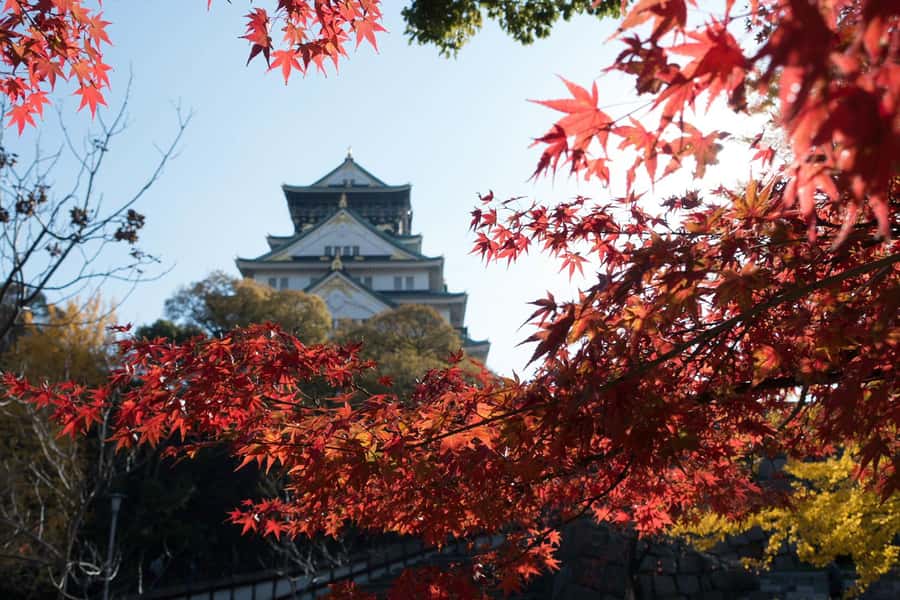 Osaka: Osaka Castle 3 hours Historical Walking Tour - Price and value: is $30 worth it for 3 hours?