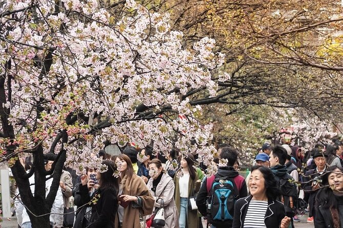 Osaka Private Cherry Blossom Tour with a Local – Picnic Included - Castle-area promenade views and the bridge reflection moment