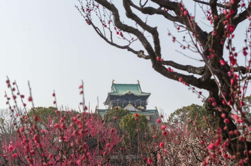 Osaka: Private Walking Shore Excursion-Kobe/Kyoto/Nara/Osaka - Who this private walking excursion suits best