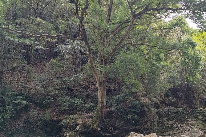 Osaka River Rapids Hike and Natural Hot Spring tour - Who this Osaka River Rapids and onsen tour fits best