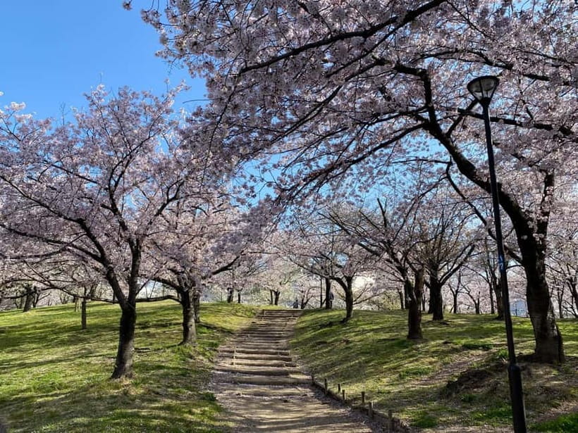 Osaka: Springtime Sakura Picnic "Hanami" - How to prepare so you enjoy the whole 2 hours