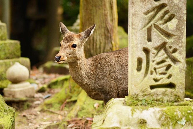 Osaka to Nara Day Trip with a Local – Private & Personalized - Meal reality: what’s missing and how to handle it
