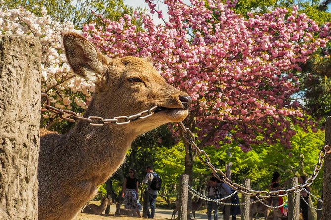 Osaka to Nara Day Trip with a Local – Private & Personalized - Osaka to Nara logistics that keep your day sane