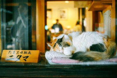 Osaka Wakayama Cat Train, Seafood market, Hot Springs Tour