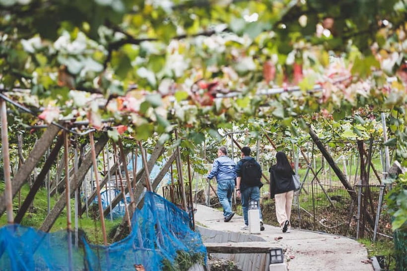 Osaka Winery Tour with Wine Tasting & Vineyard Walk - Key Things I’d Bring Up First