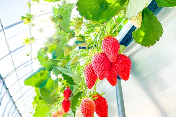 Play with Snow Crab Buffet Lunch and Strawberry Picking Bus Tour - Price and value of this Osaka day trip
