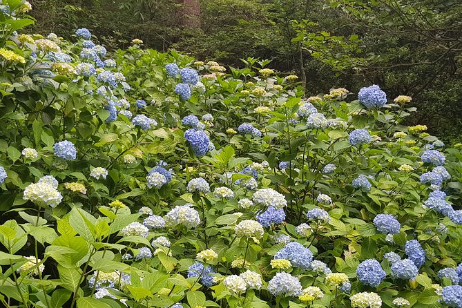 Private Car Day Trip to the Kobe Mountains, Gardens and Hot Springs from Osaka - Price and value, not just a number