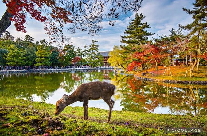 Private Kyoto-Nara Tour from Osaka with Hotel Pickup and Drop off - Price and logistics: whether ¥600 admissions change the math