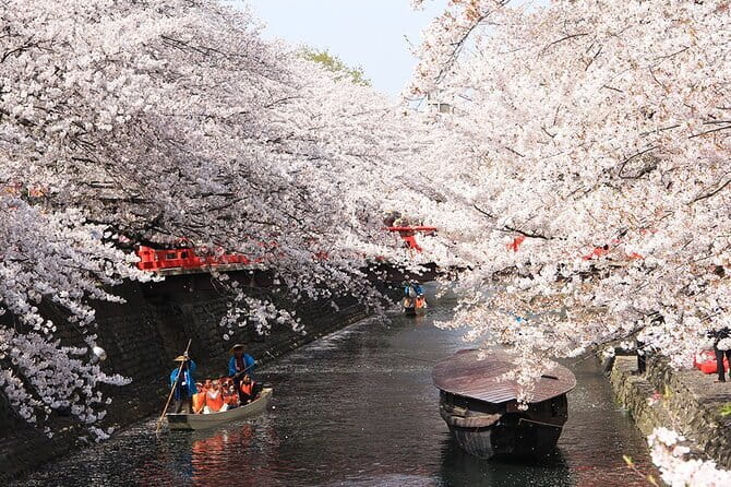 Sakura Magic and Nabana No Sato Day Tour From Osaka - Yoro-cho: The Sakura Tunnel Train Ride, Hirokobe to Higashiakasaka