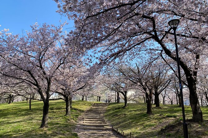 Sakura Picnic "Hanami" in Osaka - Spring Only - Who should book this Osaka hanami picnic