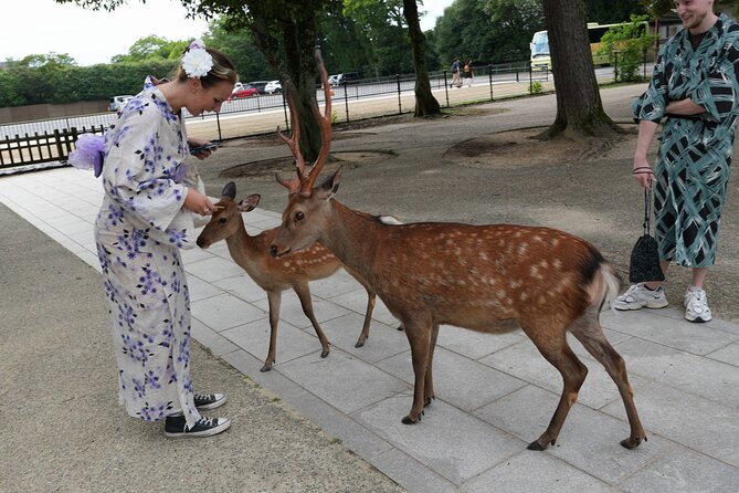 Shore Excursion: Full Day Private Nara Tour from Osaka /Kobe port - Key highlights you will actually care about