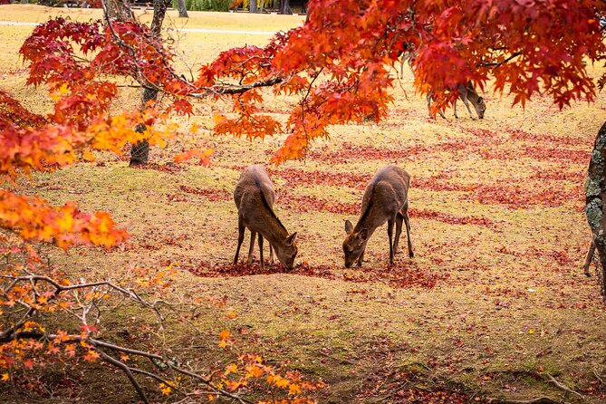 Todaiji Temple Nara Park and Naramachi Alley Walk - Key moments worth planning for