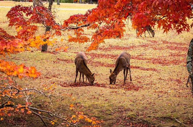 Todaiji Temple Nara Park and Naramachi Alley Walk - Price and value: what $104.54 buys you, and what it does not