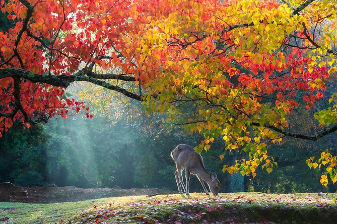 Todaiji Temple Nara Park and Naramachi Alley Walk - The day’s pace: 7 to 8 hours, with comfort included